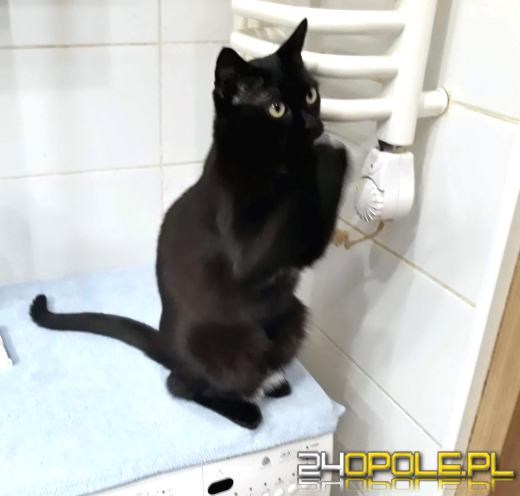 Dziś dzień kota. Czytelnicy pokazują swoich wąsatych pupilów