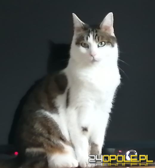 Dziś dzień kota. Czytelnicy pokazują swoich wąsatych pupilów