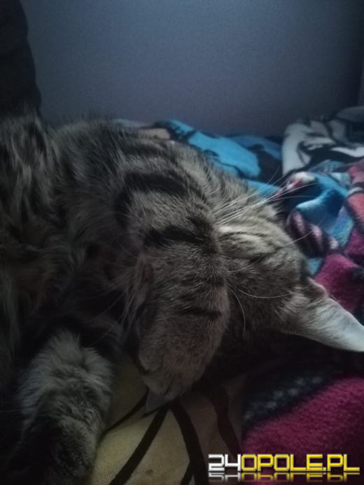 Dziś dzień kota. Czytelnicy pokazują swoich wąsatych pupilów
