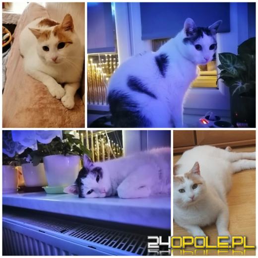 Dziś dzień kota. Czytelnicy pokazują swoich wąsatych pupilów