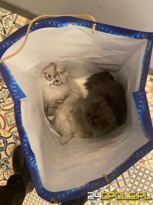 Dziś dzień kota. Czytelnicy pokazują swoich wąsatych pupilów