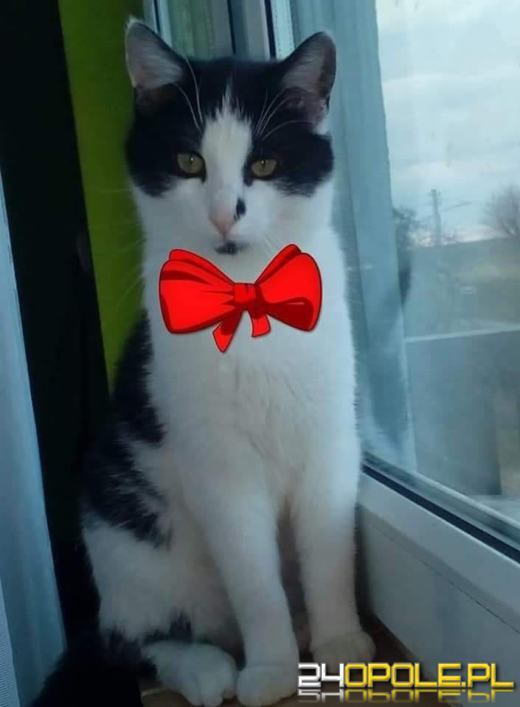 Dziś dzień kota. Czytelnicy pokazują swoich wąsatych pupilów