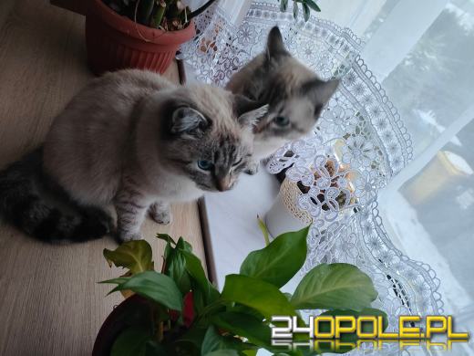 Dziś dzień kota. Czytelnicy pokazują swoich wąsatych pupilów