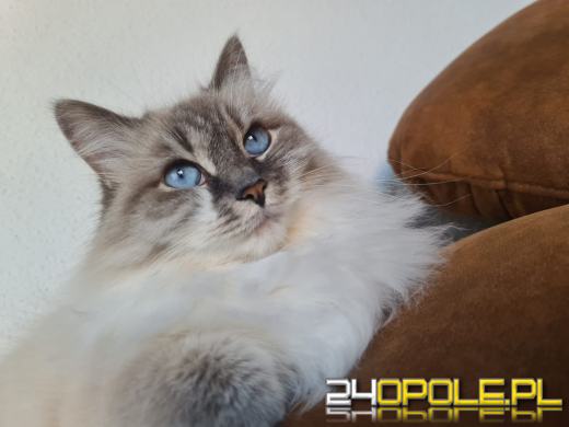 Dziś dzień kota. Czytelnicy pokazują swoich wąsatych pupilów