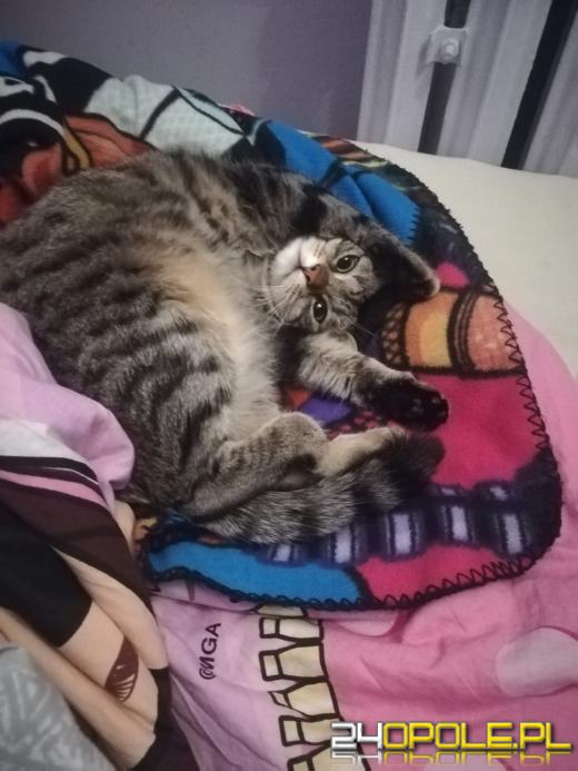 Dziś dzień kota. Czytelnicy pokazują swoich wąsatych pupilów