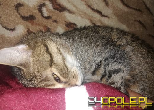 Dziś dzień kota. Czytelnicy pokazują swoich wąsatych pupilów