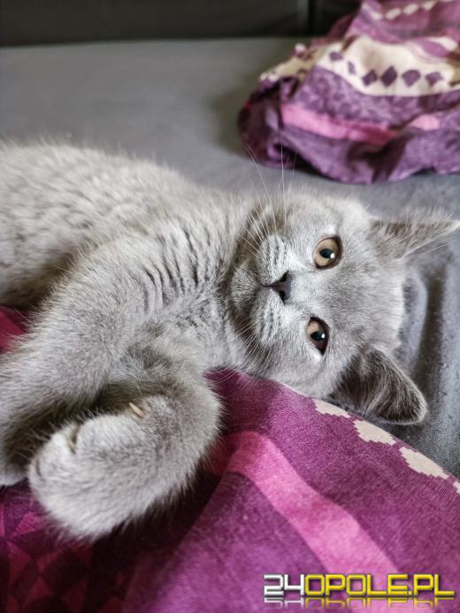 Dziś dzień kota. Czytelnicy pokazują swoich wąsatych pupilów