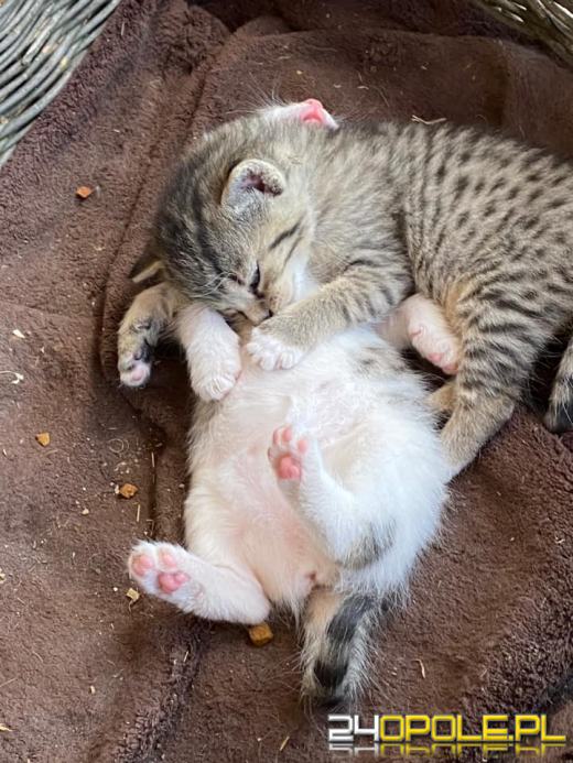 Dziś dzień kota. Czytelnicy pokazują swoich wąsatych pupilów