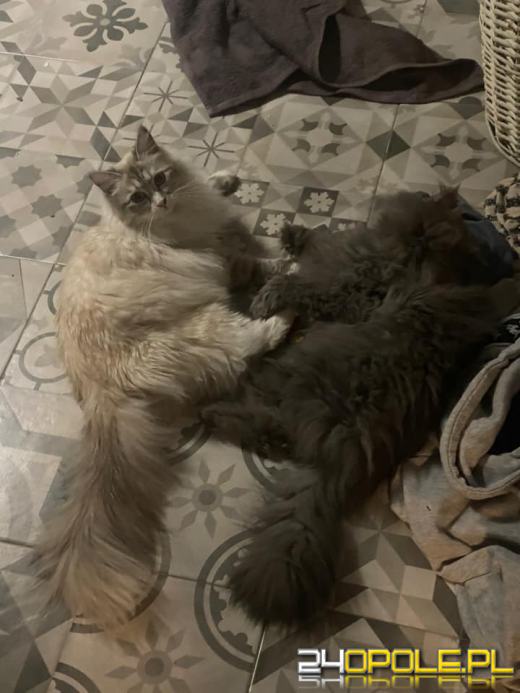 Dziś dzień kota. Czytelnicy pokazują swoich wąsatych pupilów