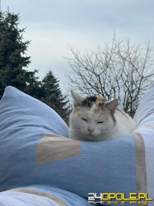 Dziś dzień kota. Czytelnicy pokazują swoich wąsatych pupilów