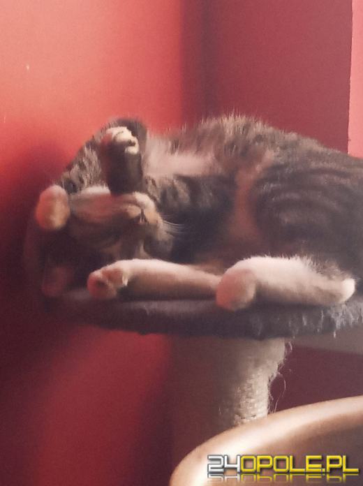 Dziś dzień kota. Czytelnicy pokazują swoich wąsatych pupilów