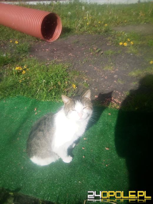 Dziś dzień kota. Czytelnicy pokazują swoich wąsatych pupilów