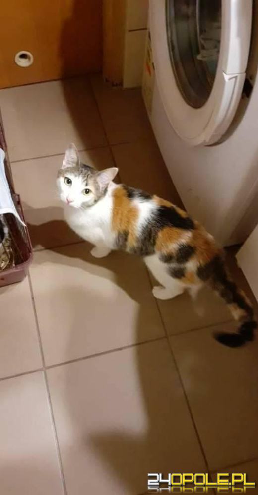 Dziś dzień kota. Czytelnicy pokazują swoich wąsatych pupilów