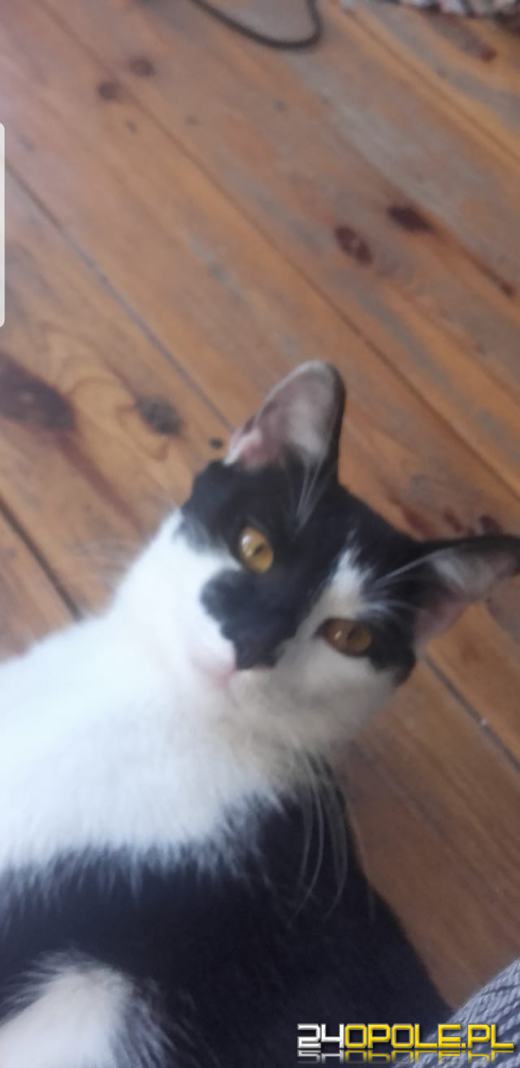 Dziś dzień kota. Czytelnicy pokazują swoich wąsatych pupilów