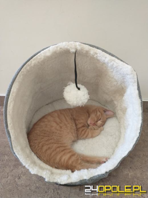 Dziś dzień kota. Czytelnicy pokazują swoich wąsatych pupilów