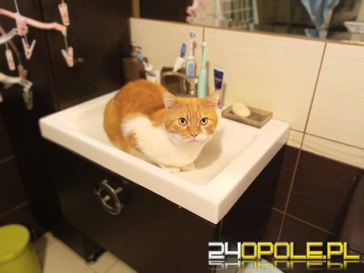 Dziś dzień kota. Czytelnicy pokazują swoich wąsatych pupilów