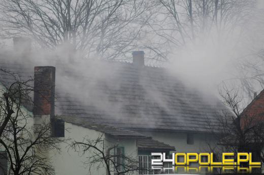 Ponad 800 krzaków konopi ujawniono podczas pożaru poddasza w Bierdzanach