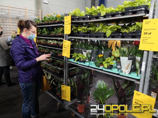 Prawdziwe zielone zakupy. Trwa "Festiwal Roślin"