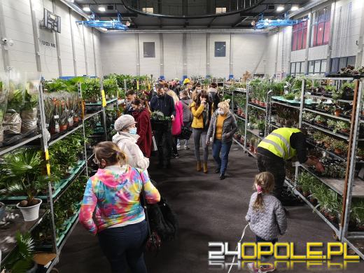 Prawdziwe zielone zakupy. Trwa "Festiwal Roślin"