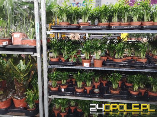 Prawdziwe zielone zakupy. Trwa "Festiwal Roślin"