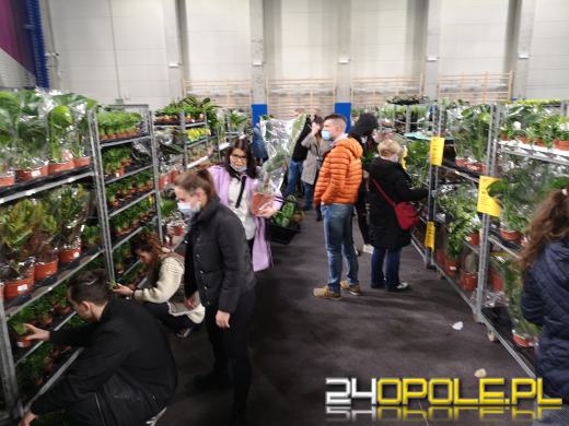 Prawdziwe zielone zakupy. Trwa "Festiwal Roślin"