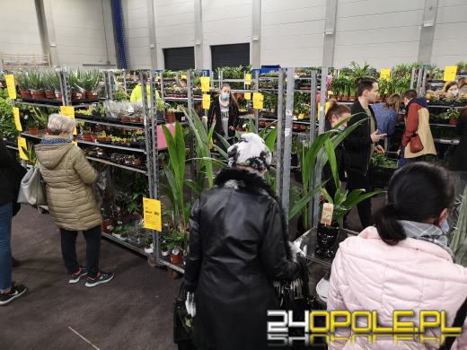 Prawdziwe zielone zakupy. Trwa "Festiwal Roślin"