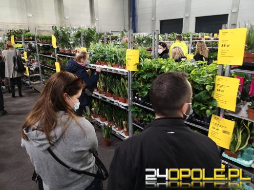 Prawdziwe zielone zakupy. Trwa "Festiwal Roślin"
