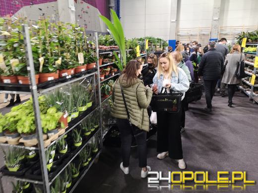 Prawdziwe zielone zakupy. Trwa "Festiwal Roślin"