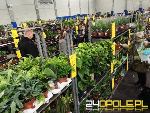 Prawdziwe zielone zakupy. Trwa "Festiwal Roślin"
