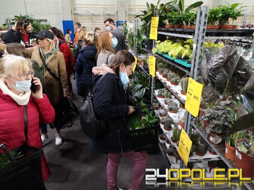 Prawdziwe zielone zakupy. Trwa "Festiwal Roślin"