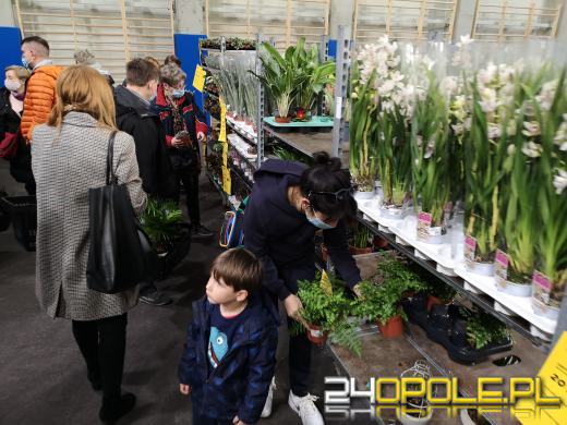Prawdziwe zielone zakupy. Trwa "Festiwal Roślin"