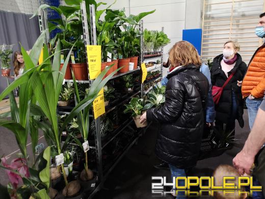 Prawdziwe zielone zakupy. Trwa "Festiwal Roślin"
