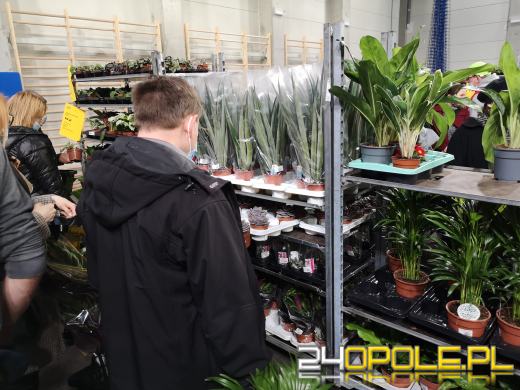 Prawdziwe zielone zakupy. Trwa "Festiwal Roślin"