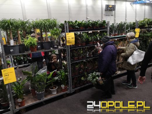 Prawdziwe zielone zakupy. Trwa "Festiwal Roślin"