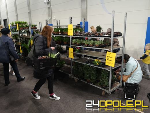 Prawdziwe zielone zakupy. Trwa "Festiwal Roślin"