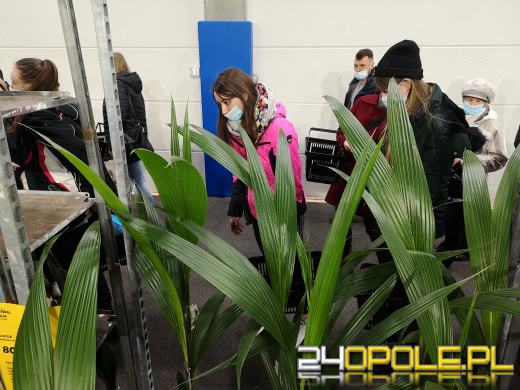 Prawdziwe zielone zakupy. Trwa "Festiwal Roślin"