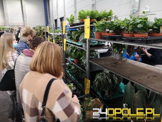 Prawdziwe zielone zakupy. Trwa "Festiwal Roślin"