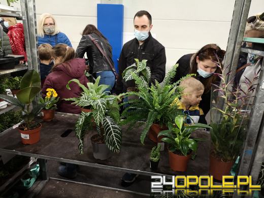Prawdziwe zielone zakupy. Trwa "Festiwal Roślin"