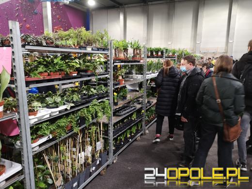 Prawdziwe zielone zakupy. Trwa "Festiwal Roślin"