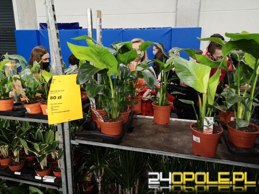 Prawdziwe zielone zakupy. Trwa "Festiwal Roślin"
