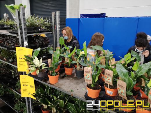 Prawdziwe zielone zakupy. Trwa "Festiwal Roślin"