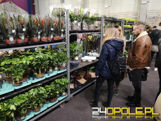 Prawdziwe zielone zakupy. Trwa "Festiwal Roślin"