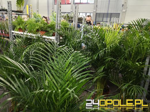 Prawdziwe zielone zakupy. Trwa "Festiwal Roślin"