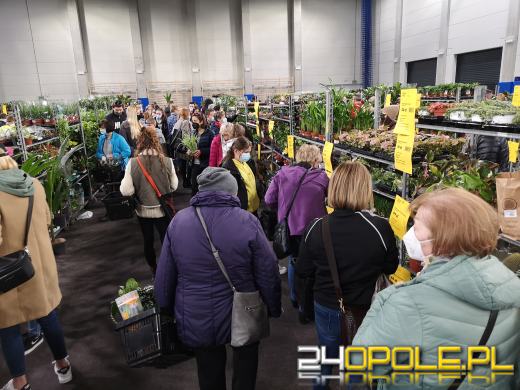 Prawdziwe zielone zakupy. Trwa "Festiwal Roślin"