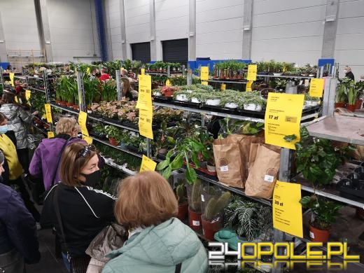 Prawdziwe zielone zakupy. Trwa "Festiwal Roślin"