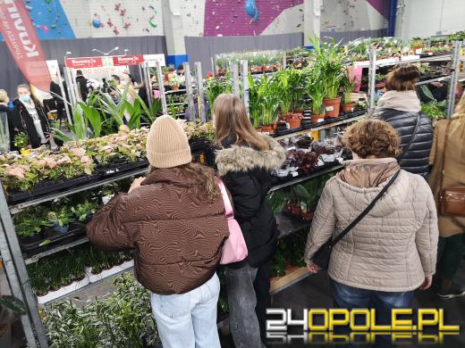 Prawdziwe zielone zakupy. Trwa "Festiwal Roślin"