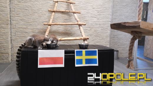Mecz Polska-Szwecja. Lemury już wytypowały!