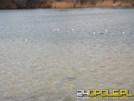 W sezonie letnim niezmiennie będą działały dwa kąpieliska