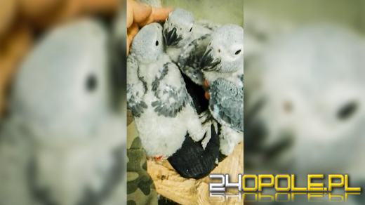 W Ogrodzie Zoologicznym w Opolu wykluły się kolejne pisklęta papugi żako