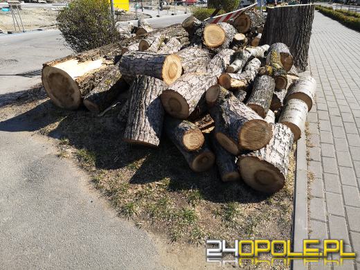"Rzeź drzew" na Wodociągowej. Topole przeszkadzały w inwestycji
